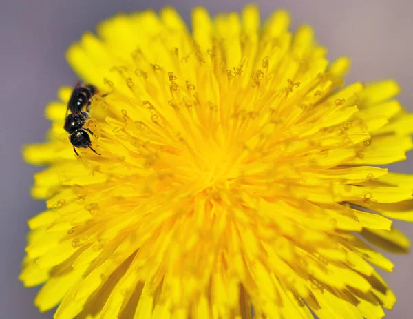 Ant Collects Pollen Dandelion Eats — Stock Photo, Image