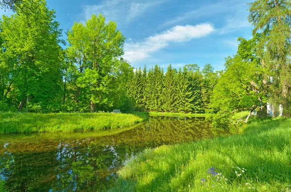 Schöne Waldlandschaft Rund Die Grünen Wiesen Blühen Bäume — Stockfoto