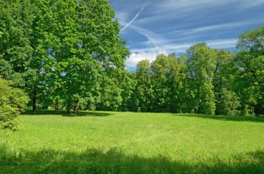 Güzel orman manzara. Yeşil çayırlar bloom ağaçlar büyümek.