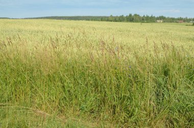 Doğal peyzaj kırsal alanlarda. Çavdar ve buğday sahada büyümek.