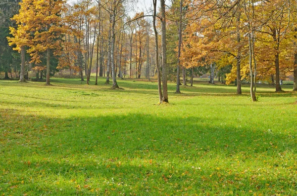 Paisaje Otoñal Parque Hierba Seca Dobla Viento —  Fotos de Stock