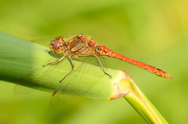 Dragonfly is an insect living near water bodies.These are active predators that feed on insects.