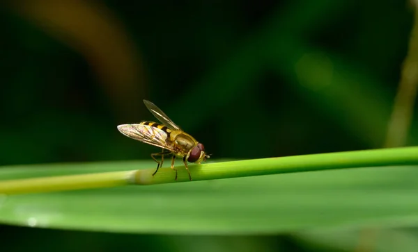 Vlieg Zit Een Groen Laken Drinkt Ochtenddauwdruppels — Stockfoto