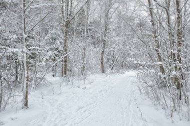 Karlı kış ormanın içinde. Ağaçların dalları üzerinde kar olduğunu.