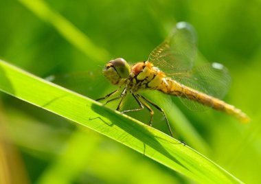 Yusufçuk su organları yaşayan bir böcek var. Bunlar yem böcekler üzerinde etkin yırtıcı hayvan..