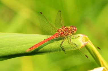 Yusufçuk su organları yaşayan bir böcek var. Bunlar yem böcekler üzerinde etkin yırtıcı hayvan..