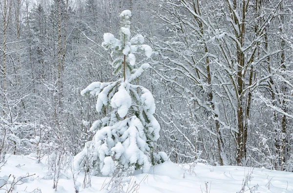 Χιονισμένο Χειμώνα Στο Δάσος Στα Κλαδιά Των Δέντρων Είναι Χιόνι — Φωτογραφία Αρχείου