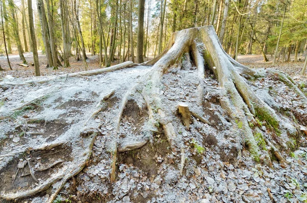 Alter Morscher Baumstumpf War Von Einem Gefällten Baum Übrig — Stockfoto