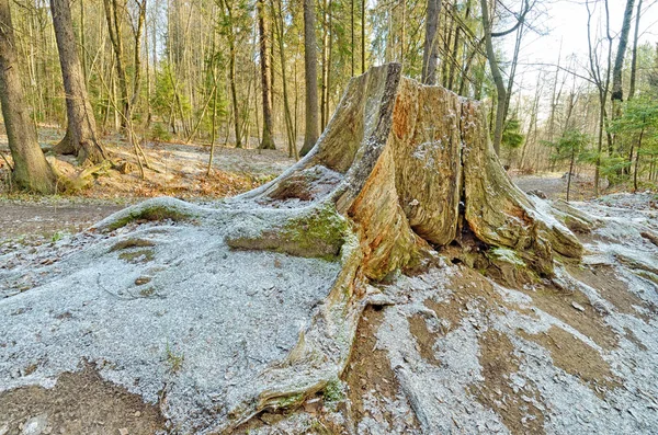 Old rotten stump.It was left of a felled tree.