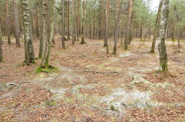 Ormanın içinde yaban hayatı. Çam ve diğer ağaçlar etrafında yükselen.