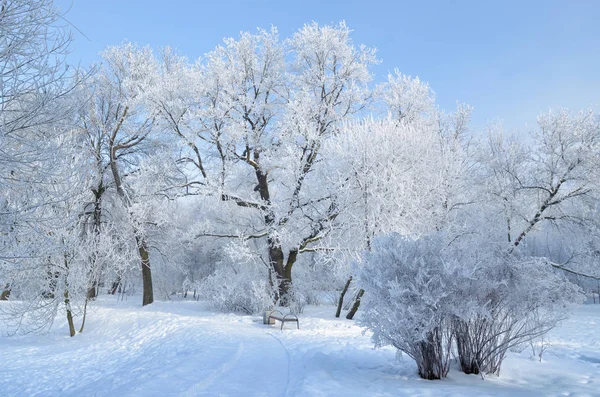 Naturlandschaft Park Auf Dem Boden Und Den Bäumen Liegt Viel — Stockfoto