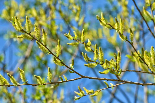 Furry Buds Pussy Willow Inflorescences Have Colorful Look Bloom Beautifully — Stock Photo, Image