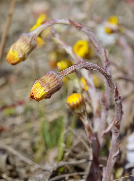 Fiori Fioriti Madre Matrigna Fiori Molto Luminosi Belli — Foto Stock