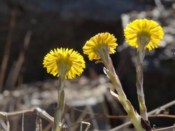 Fiori Fioriti Madre Matrigna Fiori Molto Luminosi Belli — Foto Stock