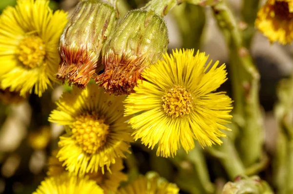 Fiori Fioriti Madre Matrigna Fiori Molto Luminosi Belli — Foto Stock