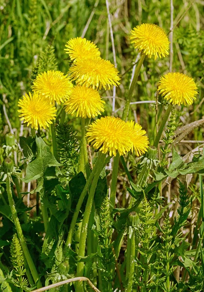 Denti Leone Sbiaditi Primavera Tardiva Trasformano Fiori Bianchi Rotondi — Foto Stock