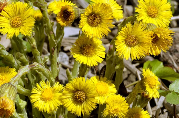 Fiori Fioriti Madre Matrigna Fiori Molto Luminosi Belli — Foto Stock