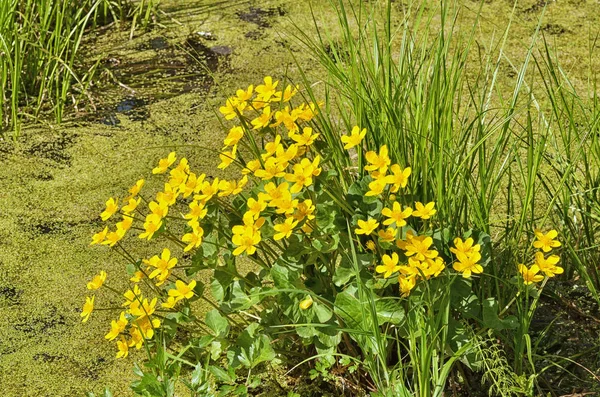 Caltha palustris-marsh plant with yellow petals.Spring blooms brightly.