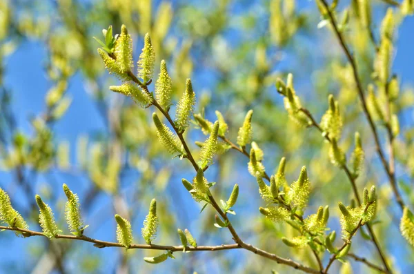 Furry Buds Pussy Willow Inflorescences Have Colorful Look Bloom Beautifully — Stock Photo, Image