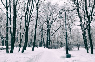 Doğal peyzaj Park.On yere ve ağaçlar kar çok. Güzel ve soğuk kış.