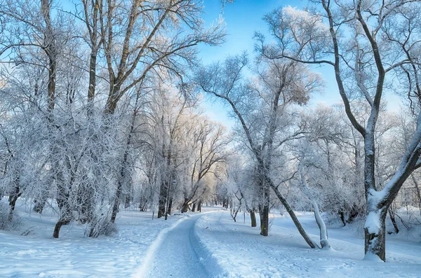 Naturlandschaft Park Auf Dem Boden Und Den Bäumen Liegt Viel — Stockfoto