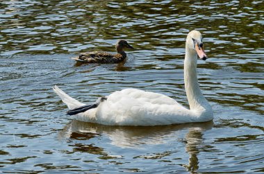 Kuğu Gölde yüzen. Beyaz eşarplı güzel kuş.