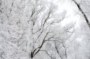 Doğal peyzaj Park.On yere ve ağaçlar kar çok. Güzel ve soğuk kış.