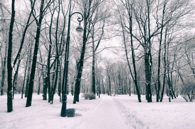 Doğal peyzaj Park.On yere ve ağaçlar kar çok. Güzel ve soğuk kış.
