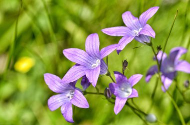 Bells.They denilen bozkır çayıra ve bakmak güzel çiçeklerin.