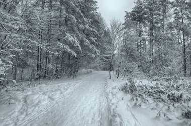Doğal peyzaj Park.On yere ve ağaçlar kar çok. Güzel ve soğuk kış.