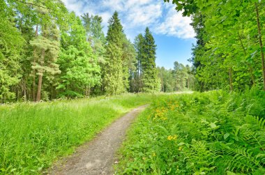 Güzel orman manzara. Yeşil çayırlar bloom ağaçlar büyümek.