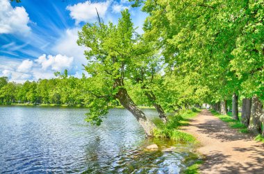 Güzel orman manzara. Yeşil çayırlar bloom ağaçlar büyümek.