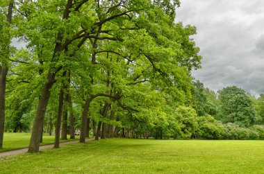 Genç ağaçlarda yaprak ve yeşil çim süslüyor doğal peyzaj.