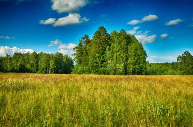 Güneşli manzara orman. Yeşil bitki örtüsü ile doğanın renkli kez bakıldı.