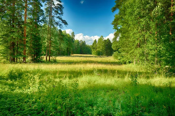 Unga Blad Träd Och Grönt Gräs Pryder Det Naturliga Landskapet — Stockfoto