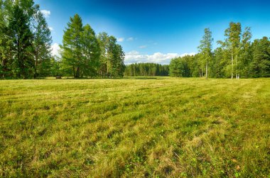 Genç ağaçlarda yaprak ve yeşil çim süslüyor doğal peyzaj.