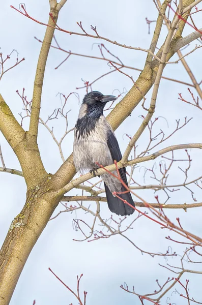 Cuervo sentado en una rama de árbol . — Foto de Stock