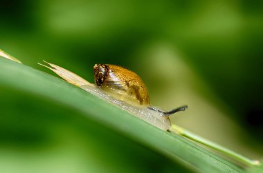 Bitki bir yaprak üzerinde oturan salyangoz.
