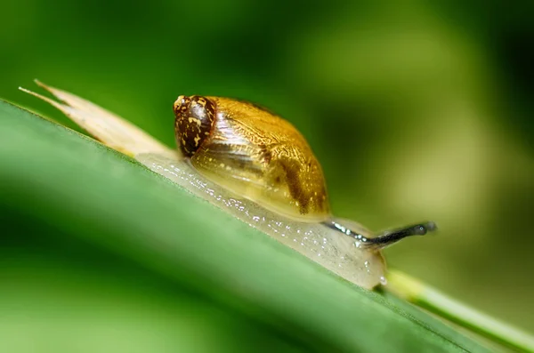 蜗牛坐在植物的叶子上. — 图库照片