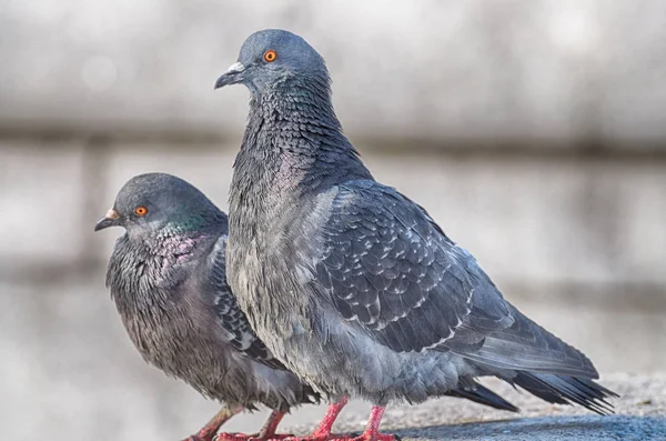 Liebe Spiele in Tauben — Stockfoto