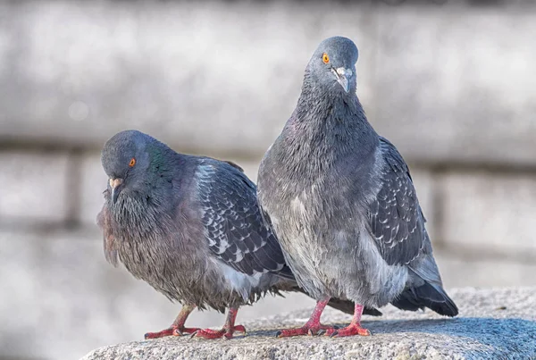 Liebe Spiele in Tauben — Stockfoto