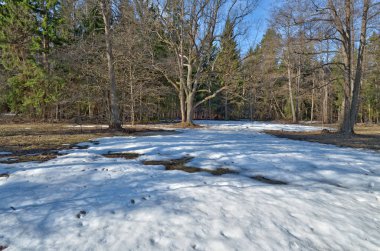 Ormanda ilkbahar. Güneş parlar sıcak.