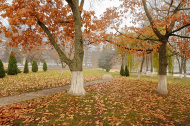 Parkta sonbahar manzarası.