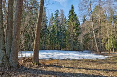 Ormanda ilkbahar. Güneş parlar sıcak.