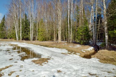 Ormanda ilkbahar. Güneş parlar sıcak.