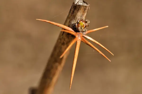 Rama con espina de arándano . — Foto de Stock