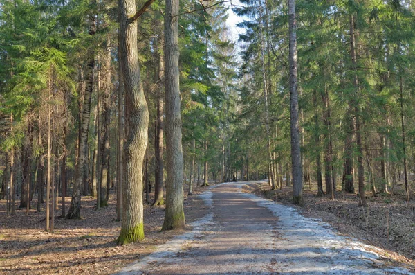 Весна в лісі. Світло зігріває сонце . — стокове фото