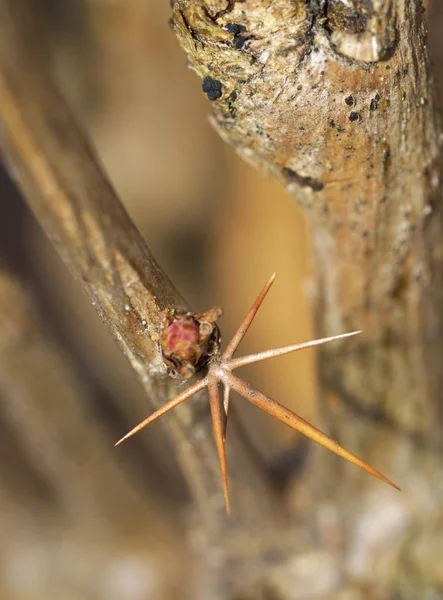 Rama con espina de arándano . — Foto de Stock