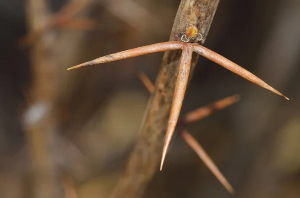 Rama con espina de arándano . — Foto de Stock