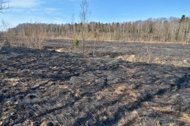 Tarlada yanmış çim.